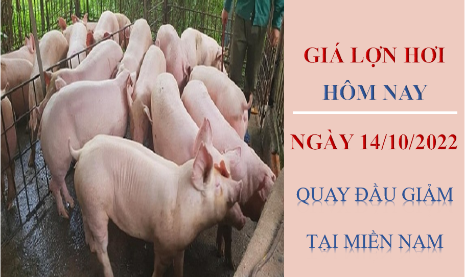 Giá lợn hơi hôm nay 14/10/2022: Quay đầu giảm tại miền Nam