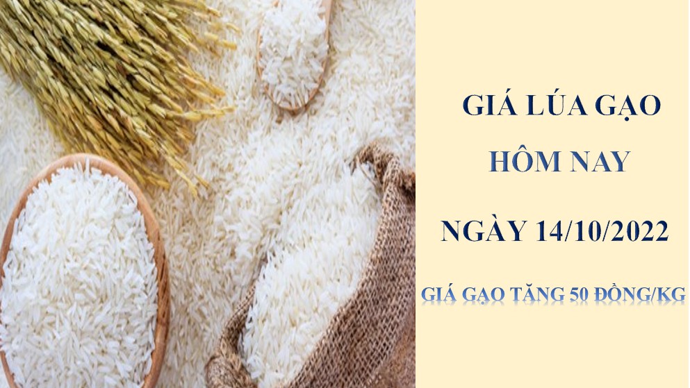 Giá lúa gạo hôm nay 14/10/2022: Giá gạo tăng 50 đồng/kg