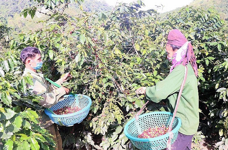 Tỉnh Sơn La hiện có khoảng 17.000ha trồng cà phê, tập trung chủ yếu tại huyện Mai Sơn, huyện Thuận Châu và thành phố Sơn La.
