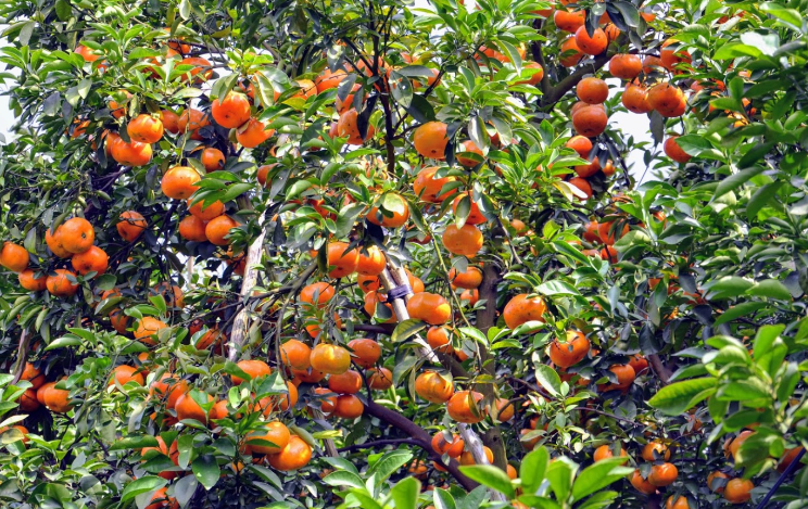 Du lịch Miền Tây: Thử ngay đặc sản trái cây bốn mùa siêu hấp dẫn
