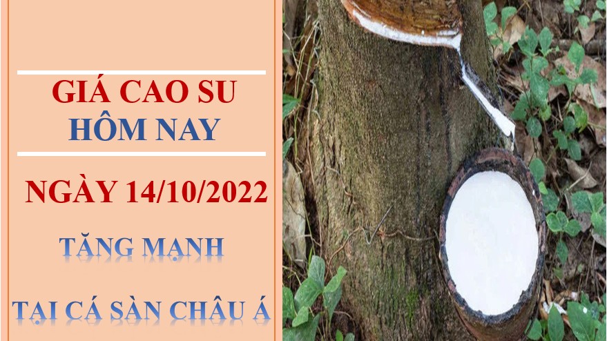 Giá cao su hôm nay 14/10/2022: Tăng mạnh tại các sàn châu Á