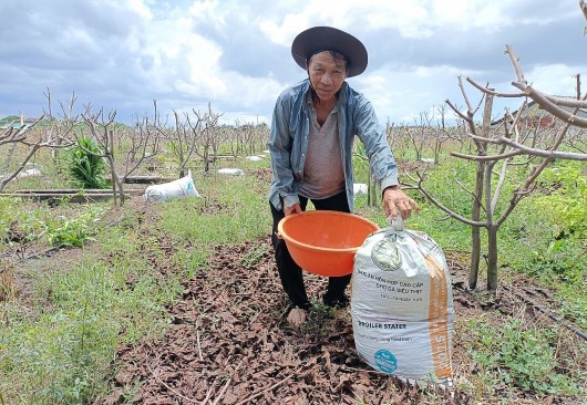 Bỏ thanh long trồng na Thái có trái khổng lồ, nông dân bỏ túi hàng trăm triệu