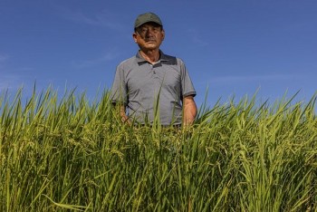 Nông dân lo lắng vì giá gạo ở Hàn Quốc giảm thấp nhất trong vòng 45 năm