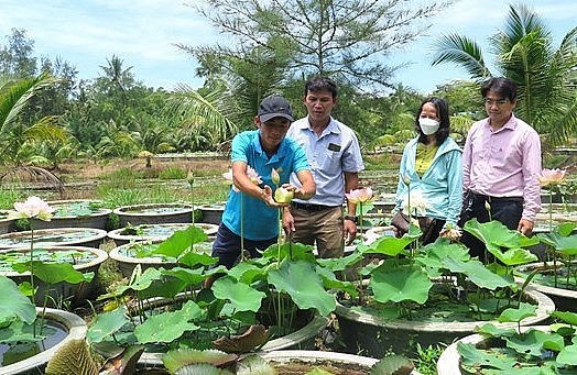 Anh Huỳnh Văn Khanh tiếp tục đầu tư mở rộng thêm 1,5ha hoa súng đồng thời trồng và phát triển thêm các giống hoa sen cổ truyền của Việt Nam.