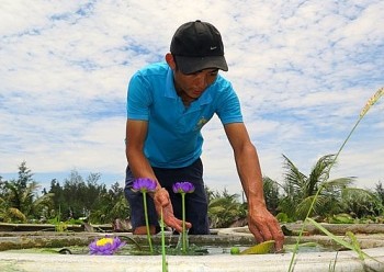 Mô hình trồng hoa súng cảnh thu tiền tỷ của nông dân xứ Huế