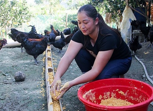 Người phụ nữ vùng cao nuôi gà Mông đen, ai cũng mê vì gà thơm ngon