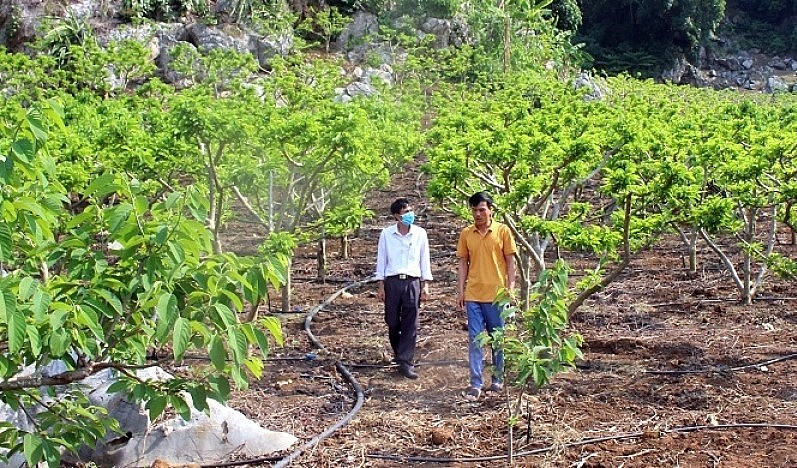 Nhiều hộ nông dân ở Sơn La đã vươn lên làm chủ HTX, giúp các thành viên có thu nhập hàng tỷ đồng mỗi năm.