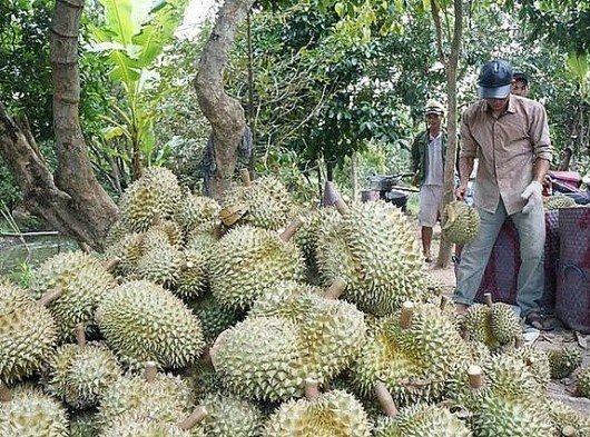 Khẩn trương khắc phục bất cập tranh chấp sử dụng mã số vùng trồng sầu riêng ở Đăk Lăk