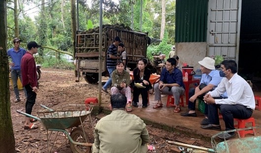 Mập mờ mã số vùng trồng sầu riêng, nông dân Đắk Lắk nghi doanh nghiệp gian dối