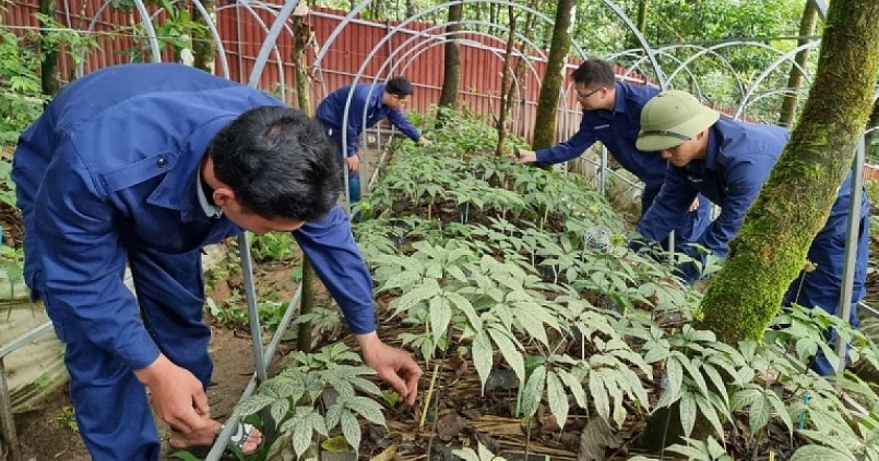 Nhiều diện tích sâm Lai Châu do người dân trồng tự phát đang phát triển tốt.