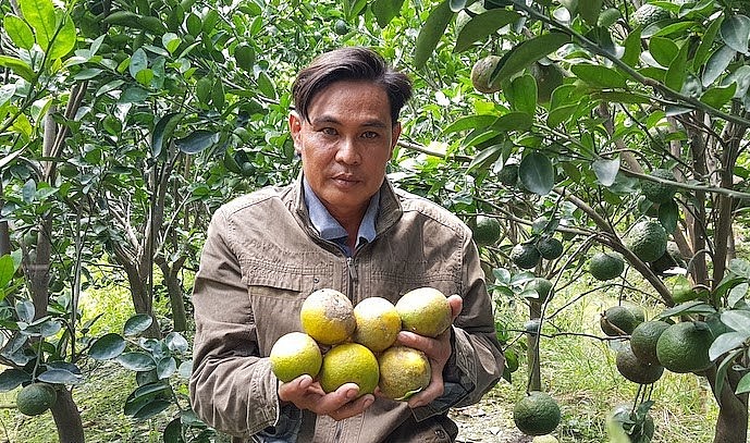 Khoảng 2.400ha diện tích sản xuất cam sành của huyện Tam Bình (tỉnh Vĩnh Long) đã được số hoá. 