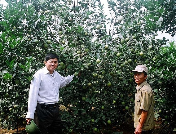 Những vùng chuyên canh cây ăn quả đã đem lại thu nhập hàng trăm triệu đồng cho người dân vùng Phủ Quỳ.