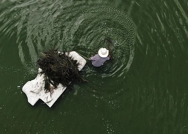Một người đàn ông gom nhặt ahuautle - trứng của một loại bọ nước - trên hồ Texcoco gần thành phố Mexico. (Nguồn: chicago.suntimes.com)