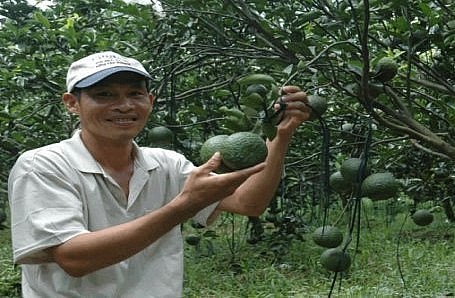 Diện tích cây ăn trái ở Vĩnh Long tăng rất mạnh