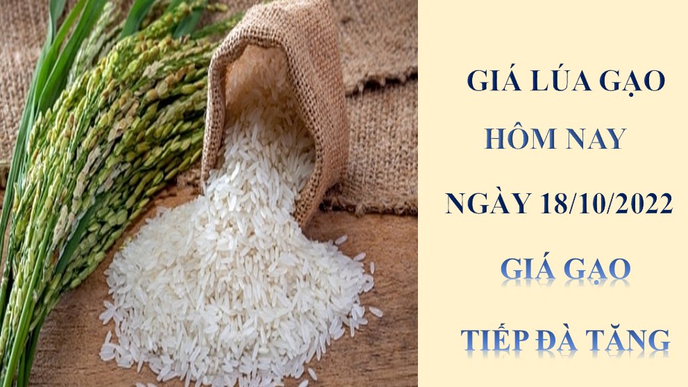 Giá lúa gạo hôm nay 18/10/2022: Giá gạo tiếp đà tăng