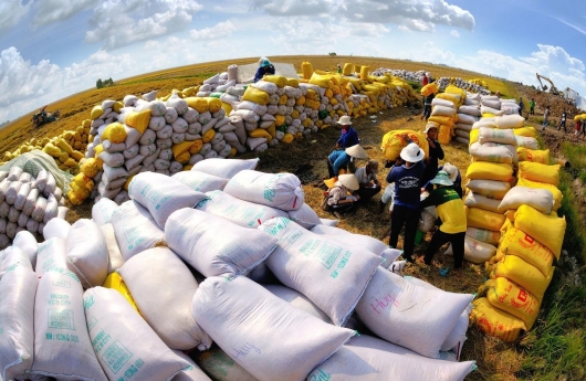 Giá gạo xuất khẩu giảm 8,4%