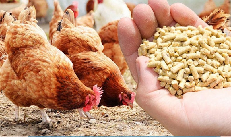 Doanh nghiệp chăn nuôi phải đa dạng nguồn nguyên liệu và hạn chế phụ thuộc thức ăn chăn nuôi công nghiệp.
