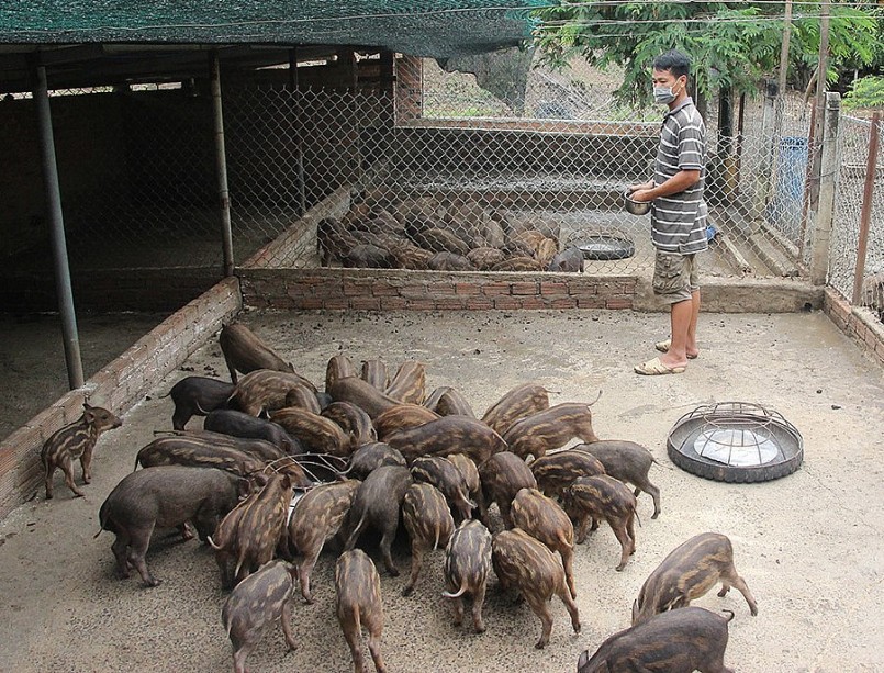 Mô hình chăn nuôi heo rừng lai của gia đình ông Nguyễn Văn Phóng (thôn Ea Duất, xã Ea Wer).