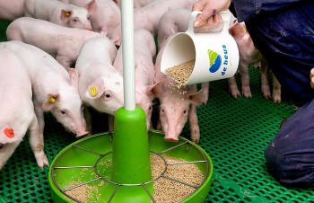 Giá thức ăn tăng kỷ lục, người chăn nuôi khó tái đàn dịp cuối năm