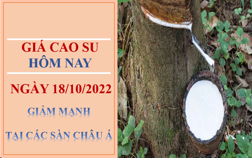 Giá cao su hôm nay 18/10/2022:  Giảm mạnh tại các Sàn Châu Á