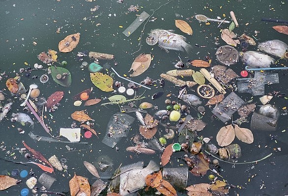 Cá chết và rác thải trên mặt nước Hồ Tây nguy cơ gây ô nhiễm môi trường.