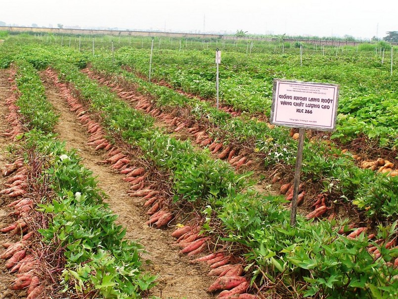 Khoai lang là một trong những loại cây trồng quan trọng của nước ta