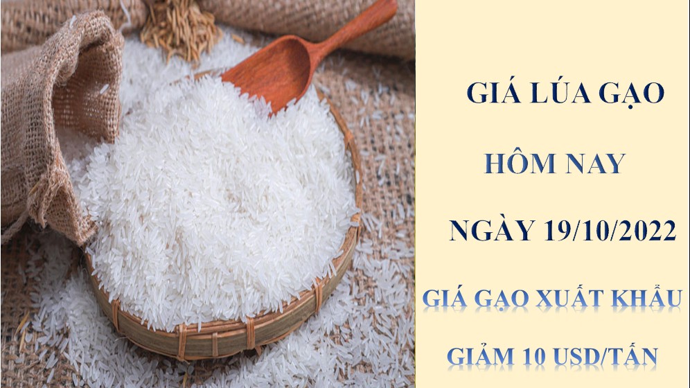 Giá lúa gạo hôm nay 19/10/2022: Giá gạo xuất khẩu giảm 10 USD/tấn