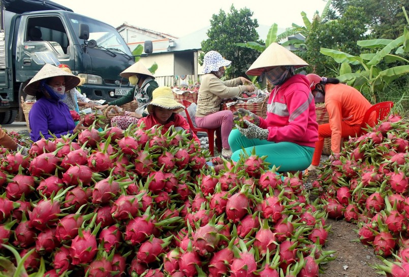 Thanh long là loại nông sản xuất khẩu chủ lực sang thị trường Trung Quốc.