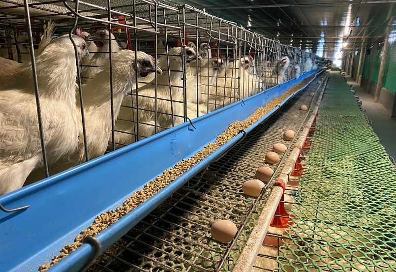 Mỗi ngày trang trại gà ác của anh Thắng thu 3.000 đến 4.000 quả trứng.