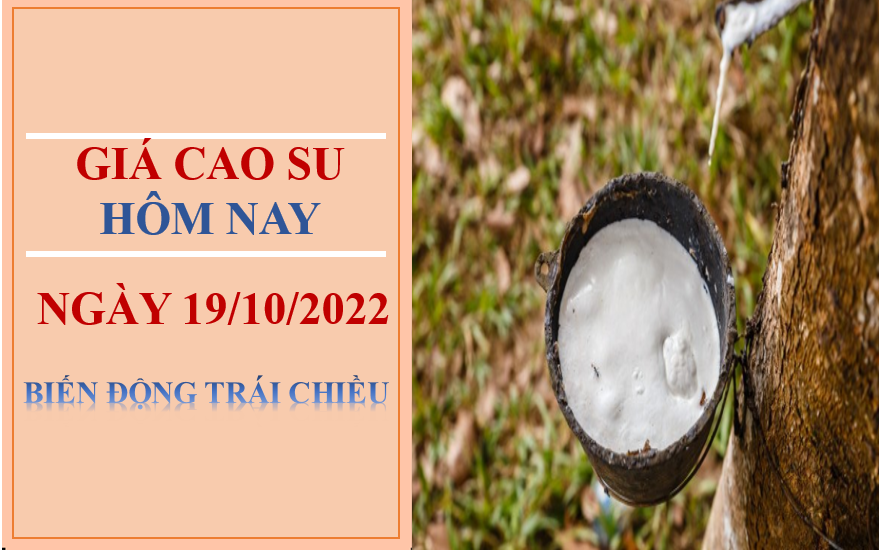 Giá cao su hôm nay 19/10/2022: Biến động trái chiều