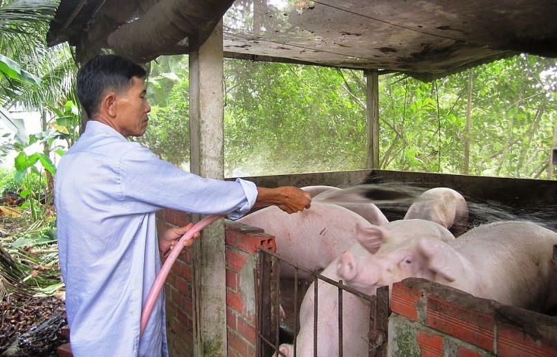 Người chăn nuôi mong muốn được xuất khẩu heo hơi để ‘”chặn đà” giảm của giá.