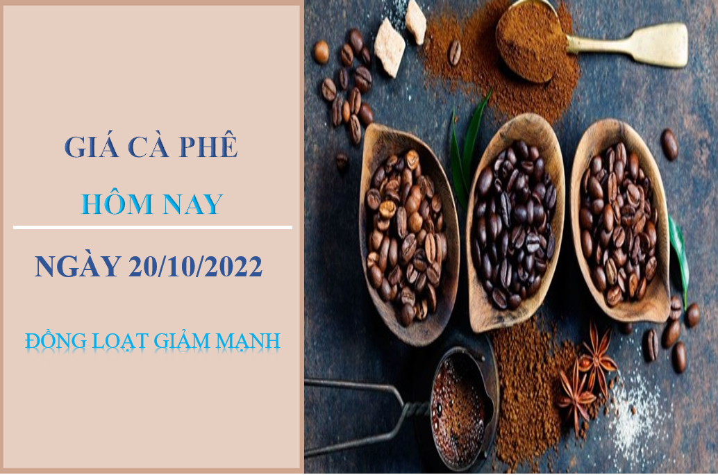 Giá cà phê hôm nay 20/10/2022: Đồng loạt giảm mạnh