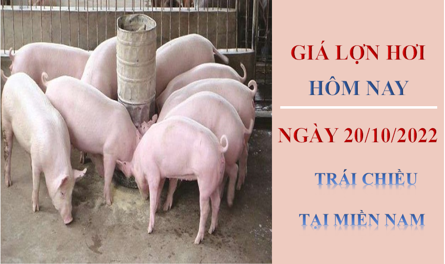 Giá lợn hơi hôm nay 20/10/2022: Trái chiều tại miền Nam