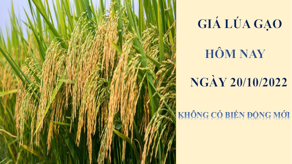 Giá lúa gạo hôm nay 20/10/2022: Không có biến động mới