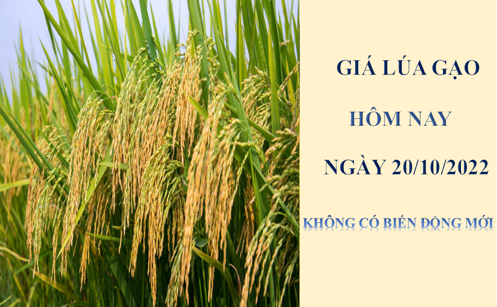 Giá lúa gạo hôm nay 20/10/2022: Không có biến động mới