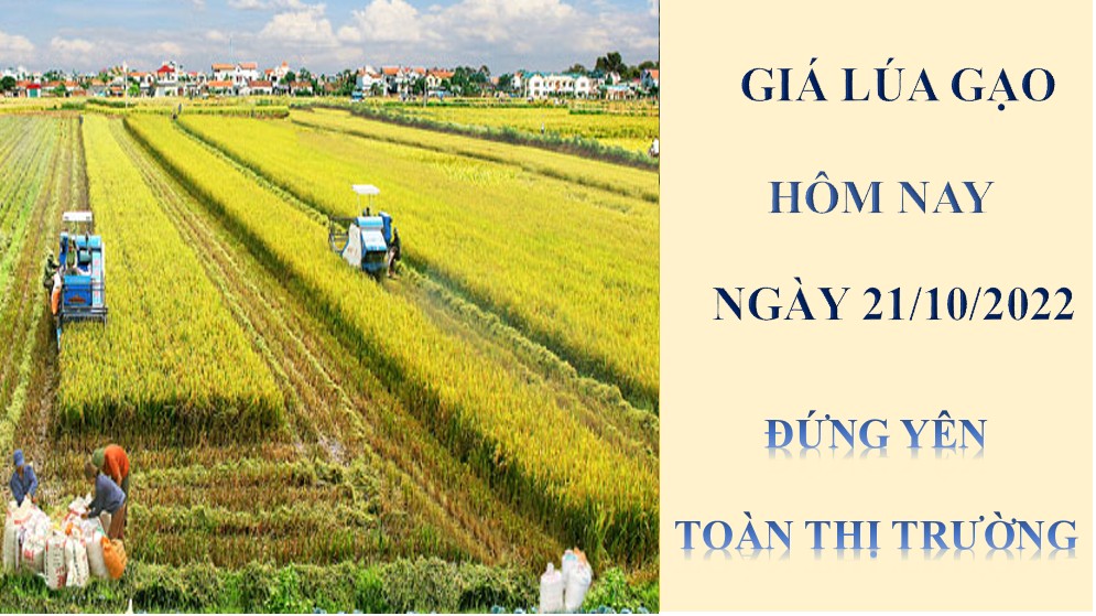 Giá lúa gạo hôm nay 21/10/2022: Đứng yên toàn thị trường