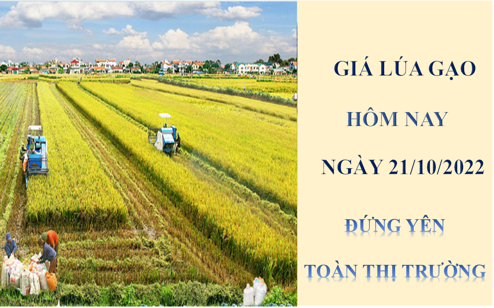 Giá lúa gạo hôm nay 21/10/2022: Đứng yên toàn thị trường