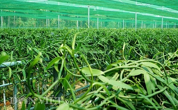 Vanilla sinh trưởng tốt ở nơi có khí hậu nhiệt đới, có bóng râm nên anh Trung đầu tư làm nhà lưới, sử dụng giá thể  từ thực vật.