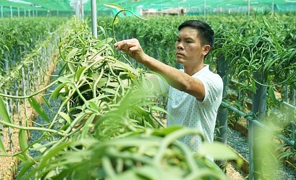 Anh Trần Minh Trung là người Việt đầu tiên trồng vanilla với quy mô trang trại.