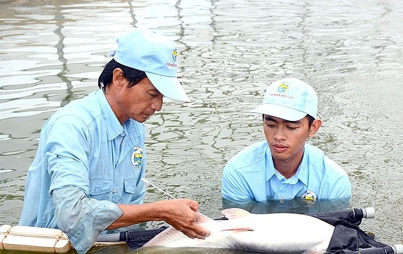 Kiểm tra cá tra bố mẹ tại khu sản xuất cá giống của Công ty Cổ phần Cá tra Việt-Úc An Giang. Ảnh: Văn Phô