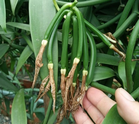 Cây độc lạ vanilla với giá 20 triệu đồng/kg quả được trồng thế nào?