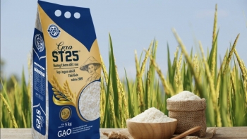 Gạo lúa tôm ST25 AGH gieo trồng chuẩn Vietgap