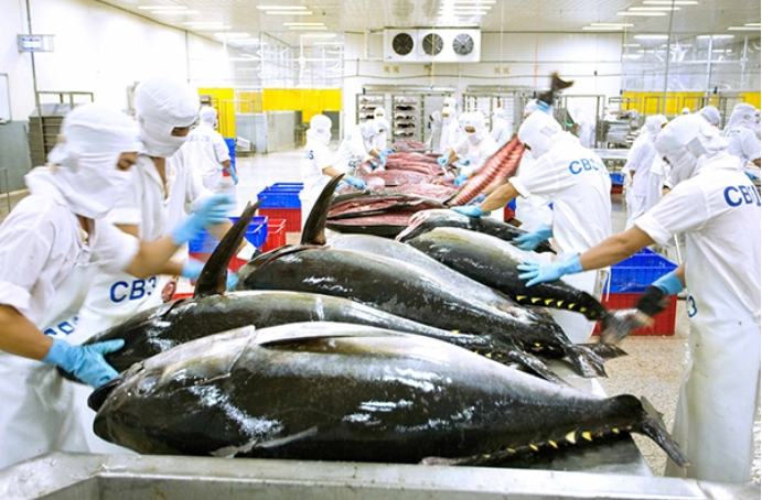 xuất khẩu cá ngừ Việt Nam sẽ sớm chạm đỉnh 1 tỷ USD