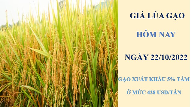 Giá lúa gạo hôm nay 22/10/2022: Giá lúa có xu hướng tăng