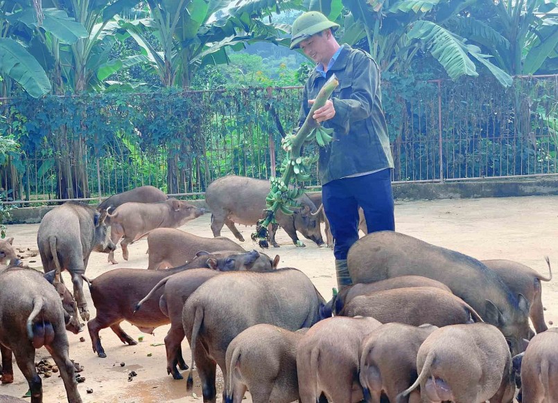 Anh Giang nghiên cứu về các loại cây thuốc nam làm thức ăn cho lợn rừng.