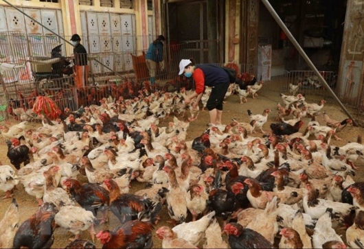 Tăng miễn dịch cho gà đẻ bằng phương pháp chưa đến 1000 đồng?
