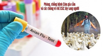 Sau 8 năm, Việt Nam lại xuất hiện bệnh nhân nhiễm cúm gia cầm, chuyên gia cảnh báo