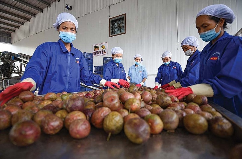 EU là thị trường xuất khẩu đầy tiềm năng của rau quả Việt Nam.