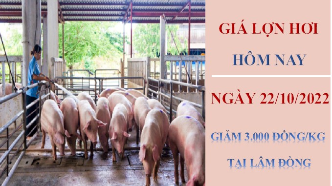 Giá lợn hơi hôm nay 23/10/2022: Trái chiều toàn thị trường