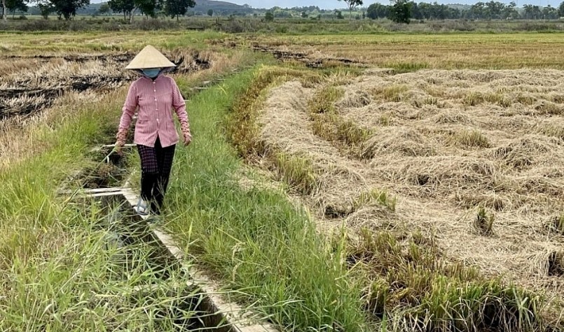 Trồng lúa không thể giúp nông dân làm giàu và “vòng xoáy” này dẫn đến người lao động phải di cư.
